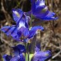 Western Larkspur (Delphinium hesperium ssp. hesperium): The flowers on this native grow very close to each other.